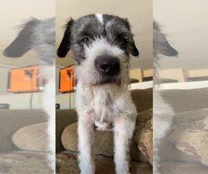 Parson Russell Terrier Dogs for adoption in phoenix, AZ, USA