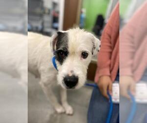 Pointer Dogs for adoption in Houston, TX, USA
