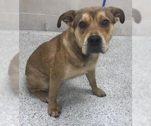 Labrador Retriever-Unknown Mix Dogs for adoption in Conroe, TX, USA