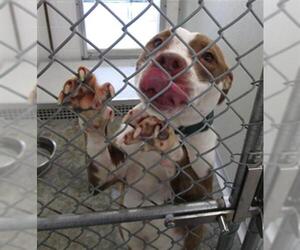 American Pit Bull Terrier-Unknown Mix Dogs for adoption in Temple, TX, USA