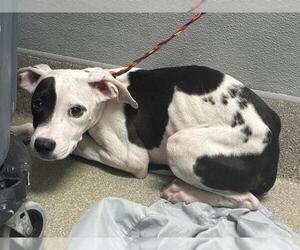 American Pit Bull Terrier-Unknown Mix Dogs for adoption in Las Vegas, NV, USA