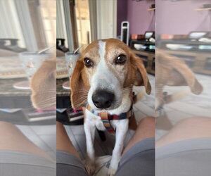 Medium Photo #2 Beagle Puppy For Sale in Tampa, FL, USA