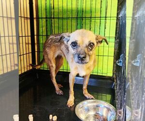 Chihuahua-Unknown Mix Dogs for adoption in Perth Amboy, NJ, USA