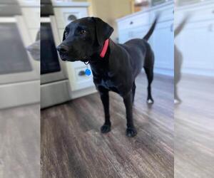 Labrador Retriever Dogs for adoption in Gilberts, IL, USA