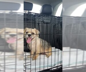 Shih Tzu-Unknown Mix Dogs for adoption in Spring, TX, USA