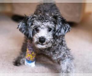 Poodle (Miniature) Dogs for adoption in Redmond, WA, USA