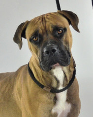 Boxer Dogs for adoption in Goodyear, AZ, USA