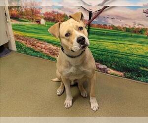 American Pit Bull Terrier-Labrador Retriever Mix Dogs for adoption in Moreno Valley, CA, USA