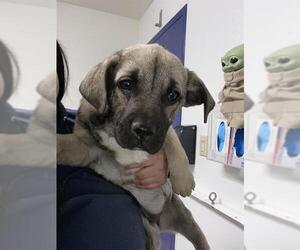 Mastiff Dogs for adoption in Bakersfield, CA, USA