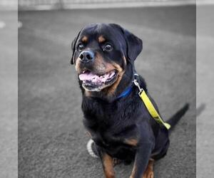 Rottweiler-Unknown Mix Dogs for adoption in Las Vegas, NV, USA