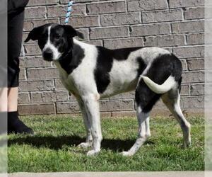 Sheprador Dogs for adoption in Little Rock, AR, USA