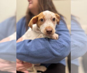 Mutt Dogs for adoption in Elmsford, NY, USA