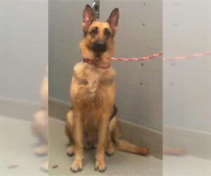 German Shepherd Dog-Unknown Mix Dogs for adoption in Las Vegas, NV, USA