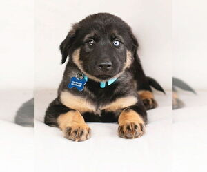 Huskies -Unknown Mix Dogs for adoption in Corona, CA, USA