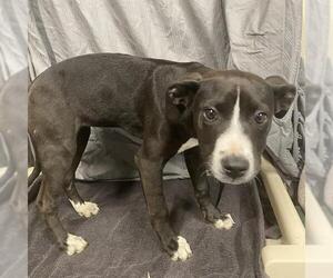 American Pit Bull Terrier Dogs for adoption in Modesto, CA, USA