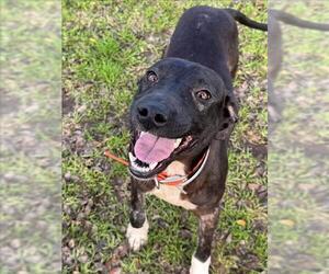 Labrador Retriever-Unknown Mix Dogs for adoption in Conroe, TX, USA