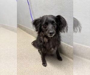 Pomeranian-Unknown Mix Dogs for adoption in Las Vegas, NV, USA