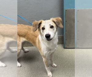 Border Collie-Unknown Mix Dogs for adoption in Las Vegas, NV, USA