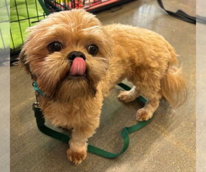 Shiffon Dogs for adoption in House Springs, MO, USA