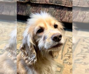 Cocker Spaniel Dogs for adoption in Webster, WI, USA