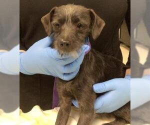 Mutt Dogs for adoption in Riverside, CA, USA