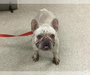 French Bulldog Dogs for adoption in Riverside, CA, USA