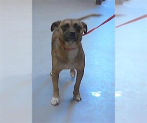 Black Mouth Cur-Unknown Mix Dogs for adoption in Fayetteville, NC, USA