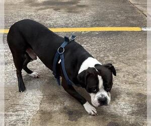 Boxer-Unknown Mix Dogs for adoption in Houston, TX, USA