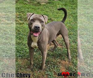 American Pit Bull Terrier Dogs for adoption in Maryville, TN, USA