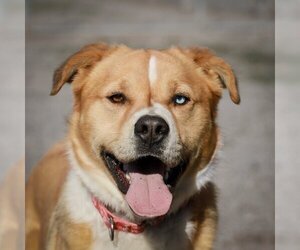 Australian Retriever Dogs for adoption in Yreka, CA, USA