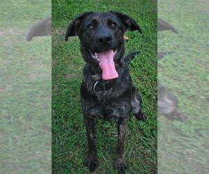 Shepradors Dogs for adoption in Attalka, AL, USA