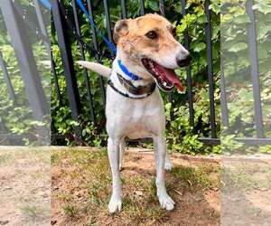 Whippet Dogs for adoption in Cherry Hill, NJ, USA