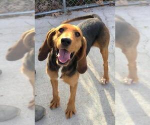Bloodhound Dogs for adoption in Lewisburg, WV, USA