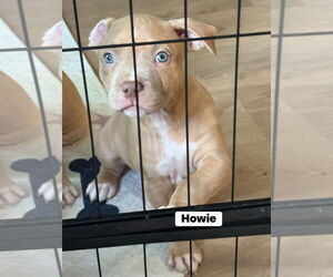 Mutt Dogs for adoption in New London, WI, USA