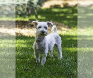 Lhasa Apso-Unknown Mix Dogs for adoption in Farmington, MN, USA