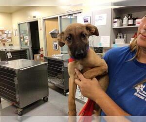 German Shepherd Dog-Unknown Mix Dogs for adoption in Riverside, CA, USA