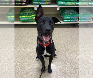 Great Dane-Labrador Retriever Mix Dogs for adoption in HOUSTON, TX, USA
