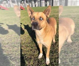 Labrador Retriever Dogs for adoption in Rosenberg, TX, USA