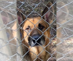 German Shepherd Dog Dogs for adoption in Little Rock, AR, USA