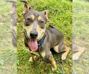 American Pit Bull Terrier-Unknown Mix Dogs for adoption in Sacramento, CA, USA