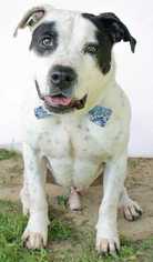 American Pit Bull Terrier-Unknown Mix Dogs for adoption in Staunton, VA, USA