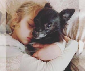 Pomeranian Dogs for adoption in Drexel, MO, USA