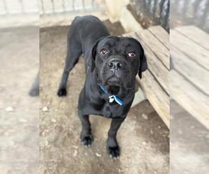 Mutt Dogs for adoption in Riverside, CA, USA