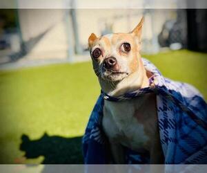 Chihuahua Dogs for adoption in Orlando, FL, USA