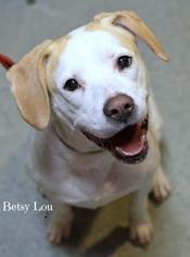 Lab-Pointer Dogs for adoption in Niagara Falls, NY, USA
