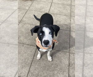 Mutt Dogs for adoption in Springdale, PA, USA