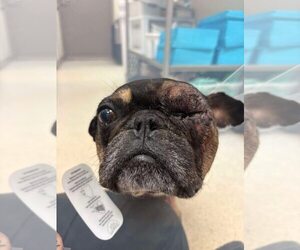 French Bulldog-Unknown Mix Dogs for adoption in New York, NY, USA