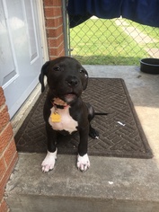 Medium Photo #1 American Pit Bull Terrier-Unknown Mix Puppy For Sale in Dallas, TX, USA