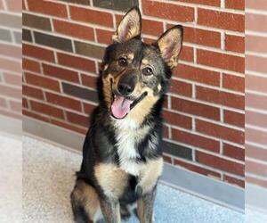 German Shepherd Dog-Unknown Mix Dogs for adoption in Edmond, OK, USA