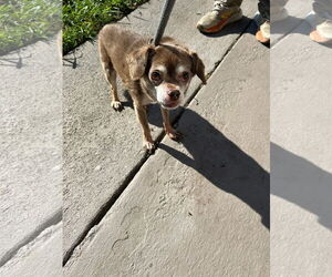 Chihuahua-Unknown Mix Dogs for adoption in Virginia Beach, VA, USA